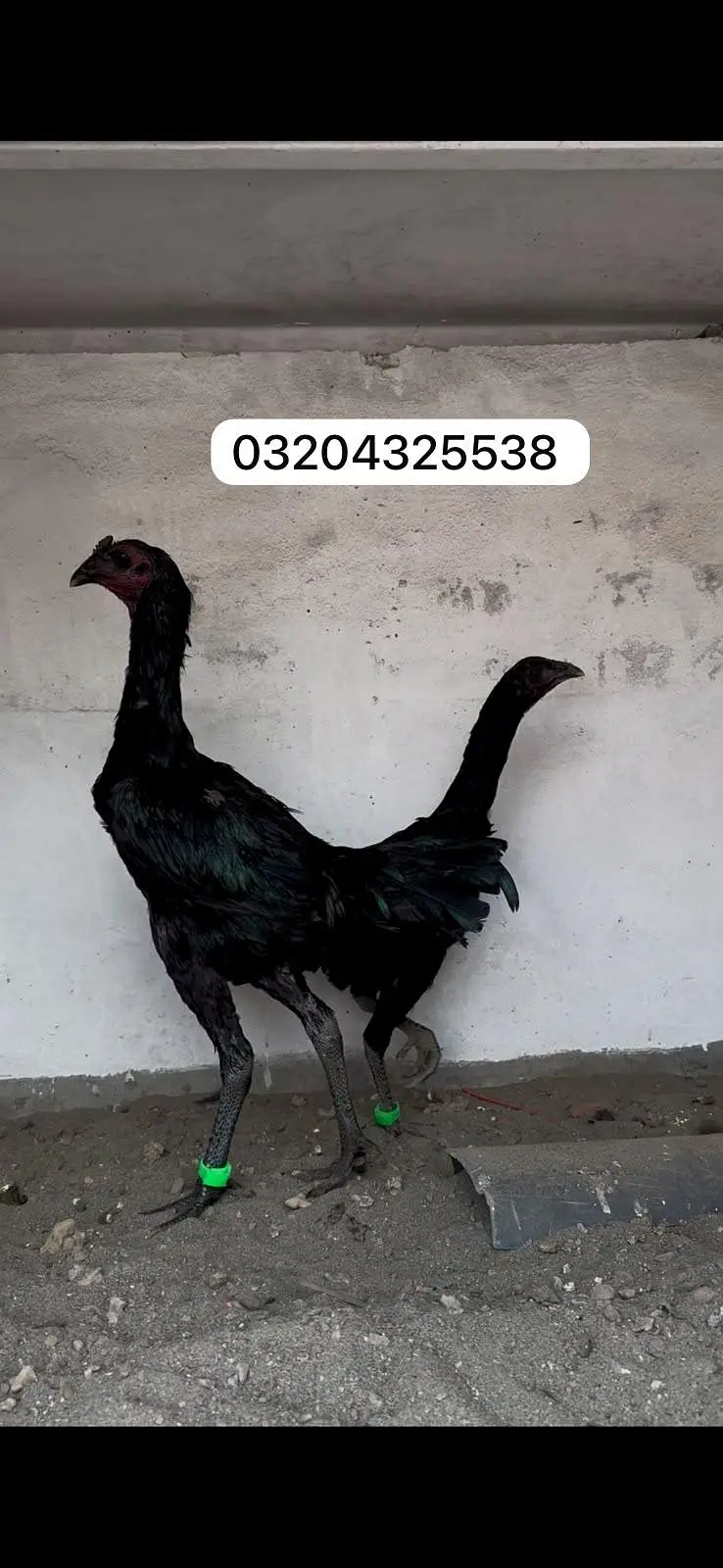 Dragon 03204325538