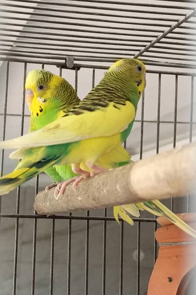 Breeder Pairs Budgies For Sale