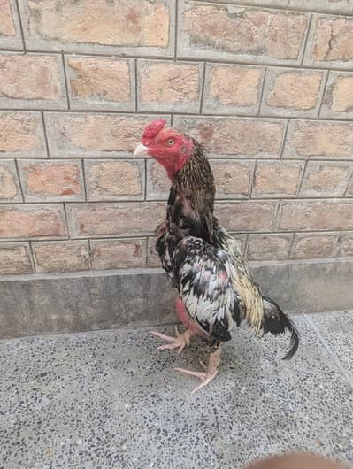 White Jawa Murgha For Sale