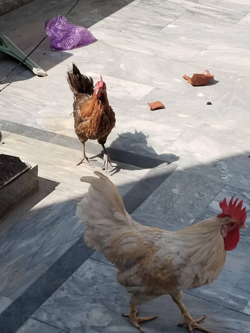 desi pair 1
