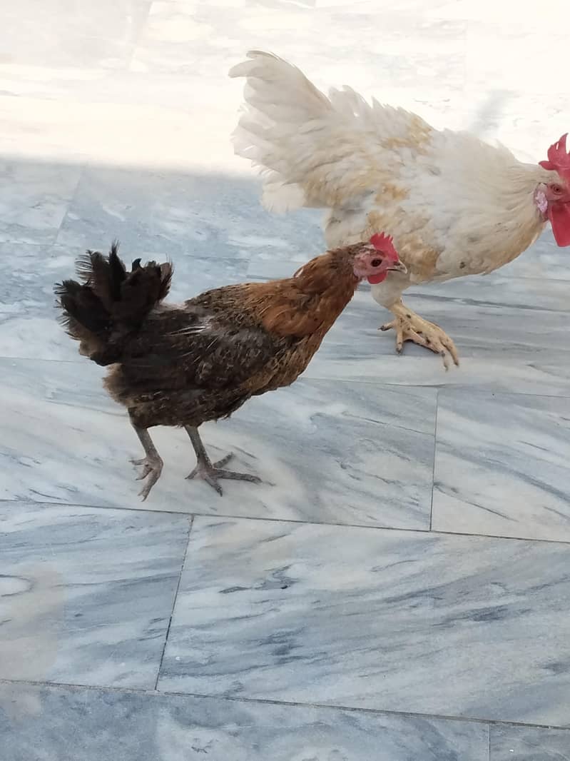 desi pair 2