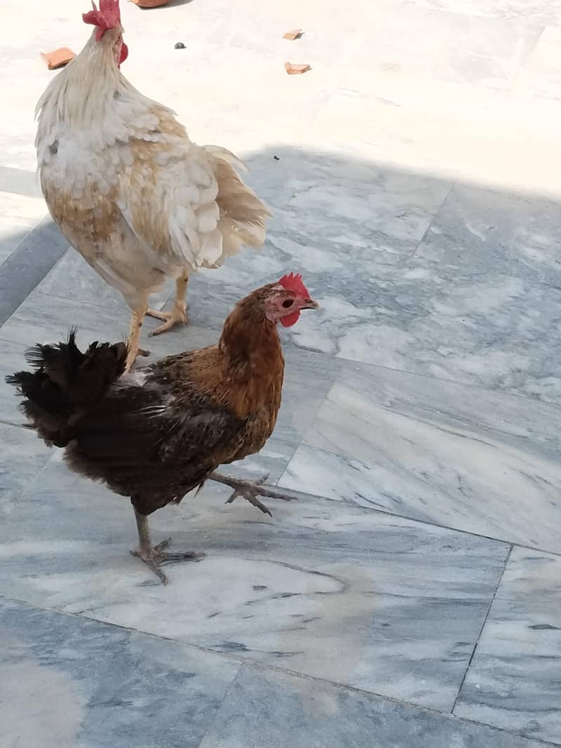 desi pair 3