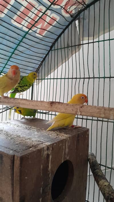 Birds For sale