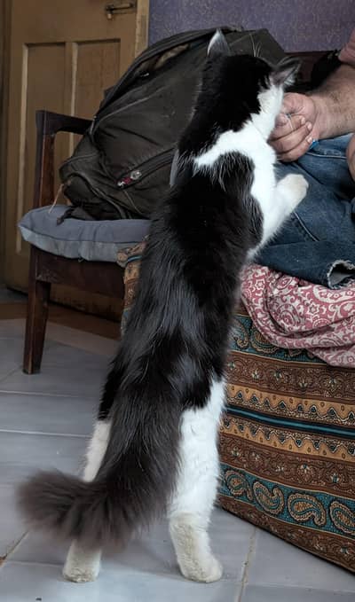 Male Healthy Cat