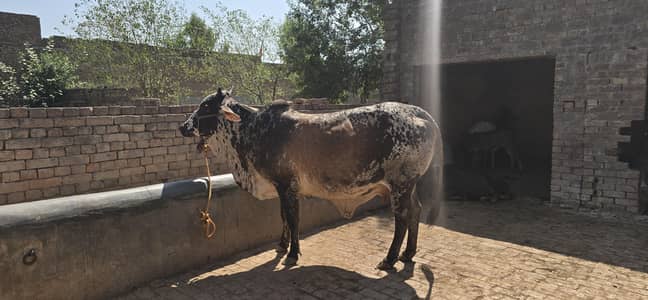cholistani cow