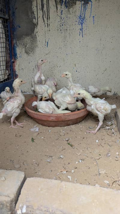 High Quality Heera Aseel Chicks and Oh Shamo Chicks