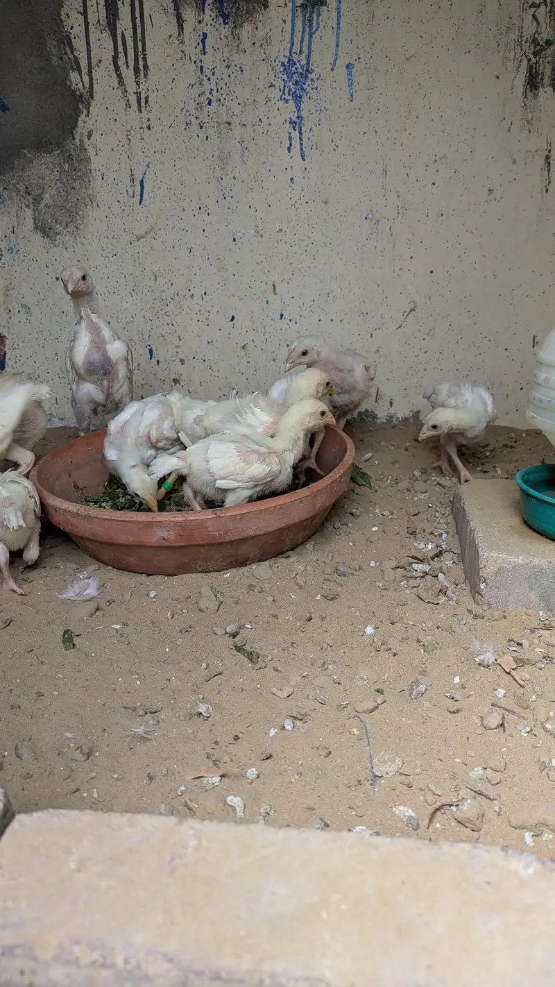High Quality Heera Aseel Chicks and Oh Shamo Chicks — photo 2