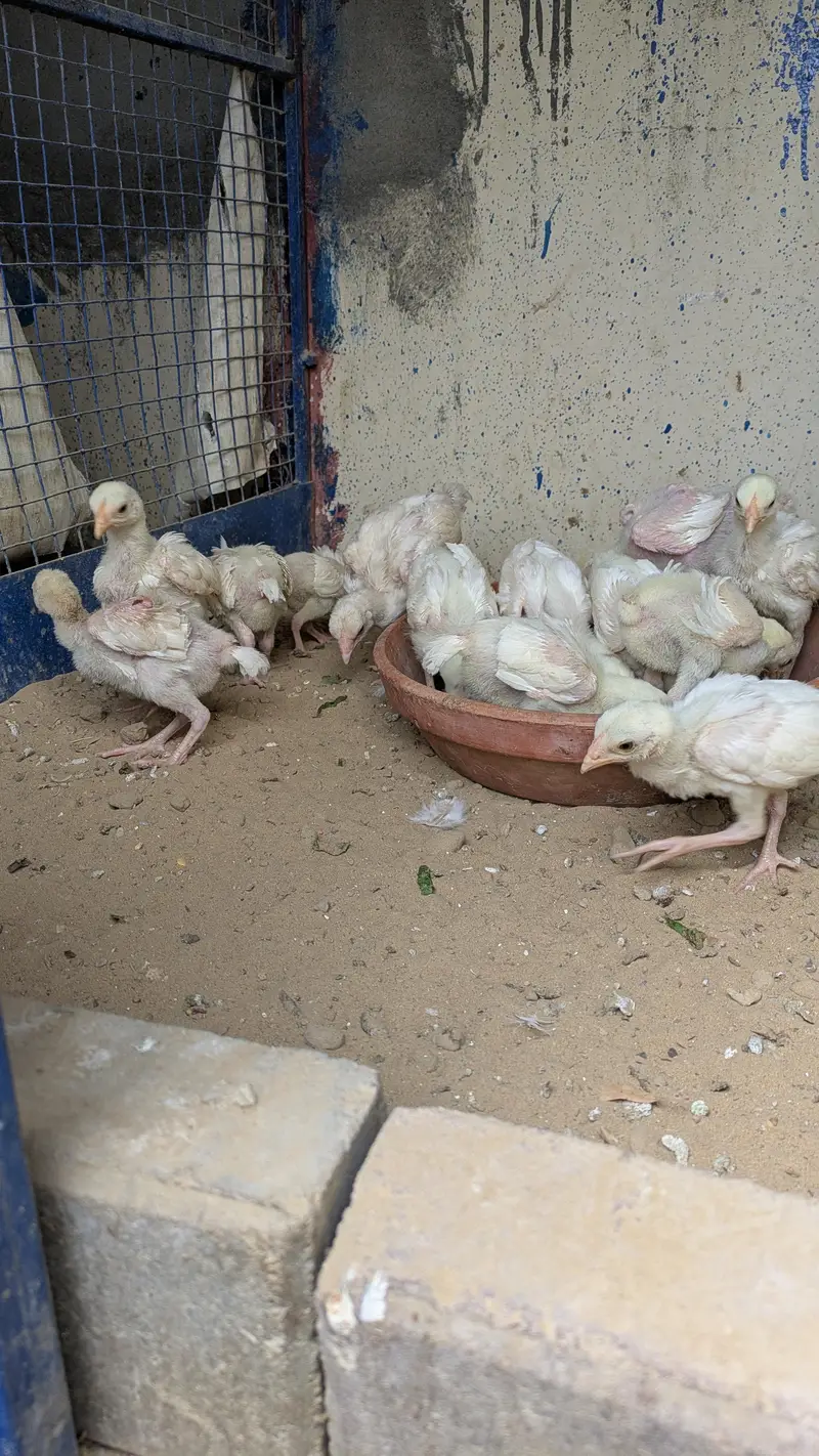 High Quality Heera Aseel Chicks and Oh Shamo Chicks — photo 3