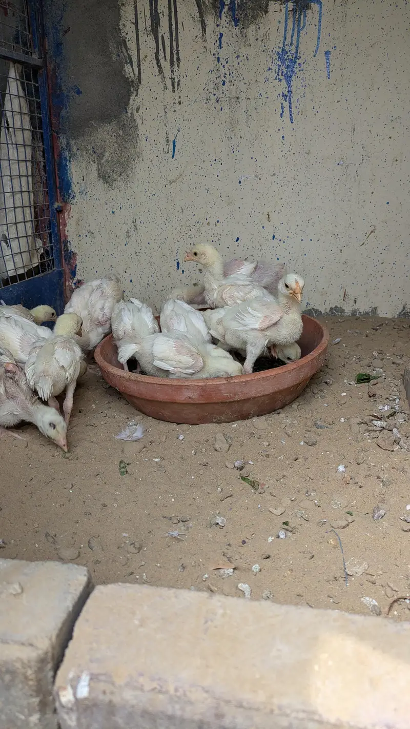 High Quality Heera Aseel Chicks and Oh Shamo Chicks — photo 4