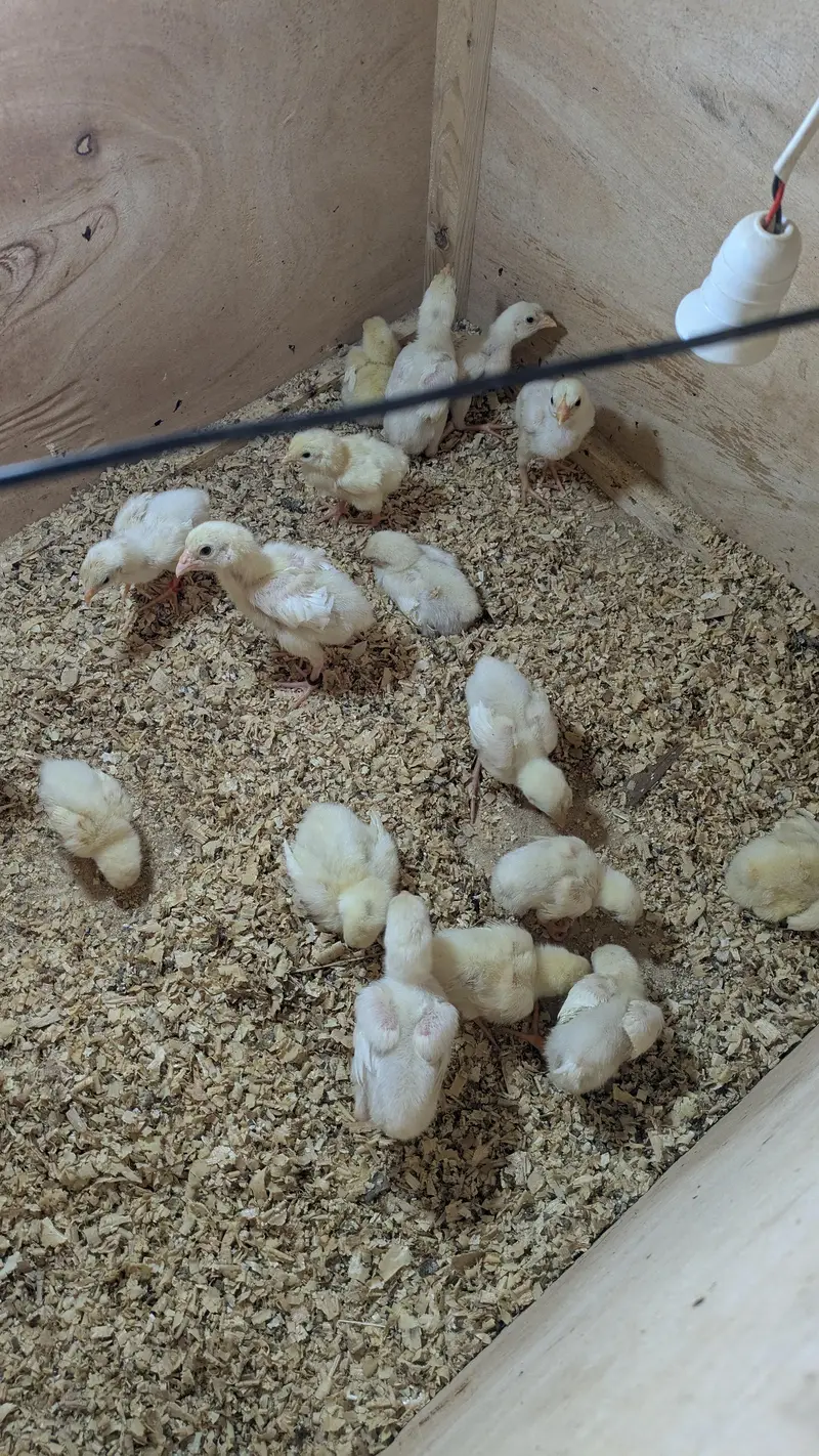 High Quality Heera Aseel Chicks and Oh Shamo Chicks — photo 5