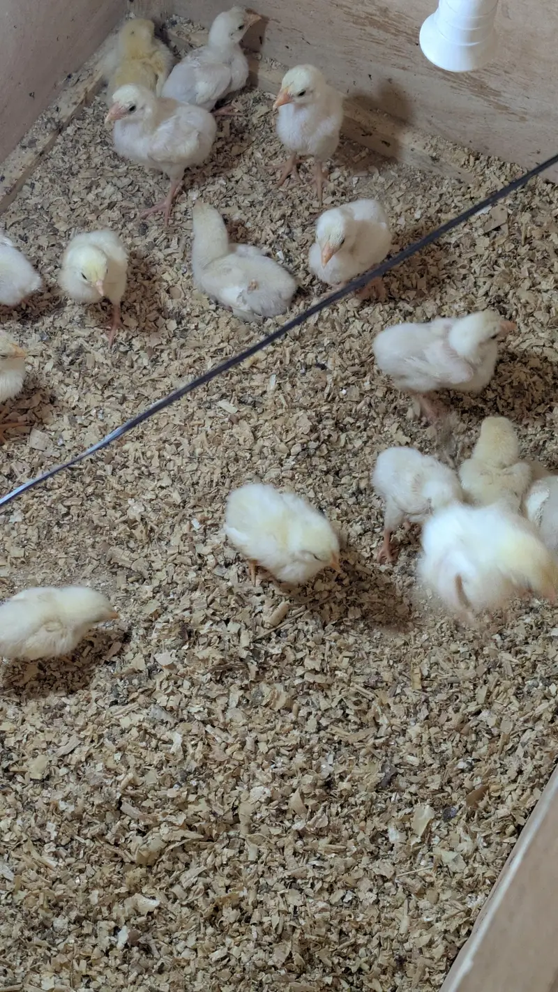 High Quality Heera Aseel Chicks and Oh Shamo Chicks — photo 6