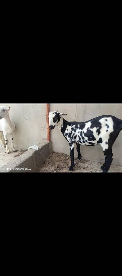 Teddy pair available for ablak breeding