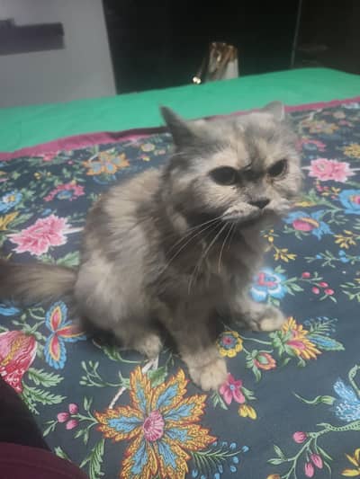 Female Persian Cat