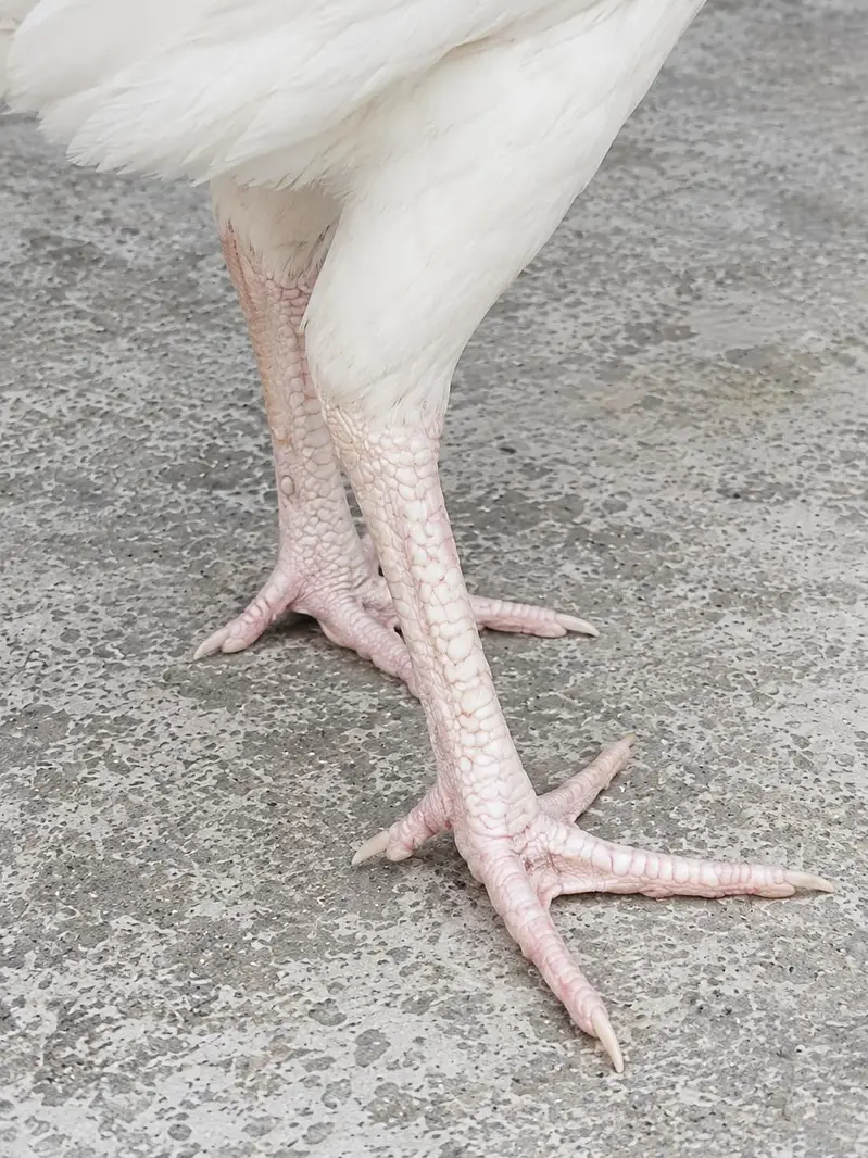 100% Pure  White Heera Female — photo 2
