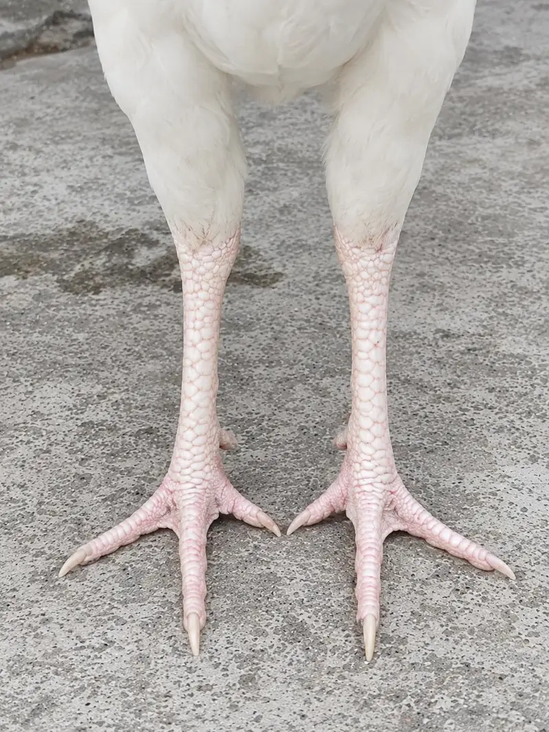 100% Pure  White Heera Female — photo 3