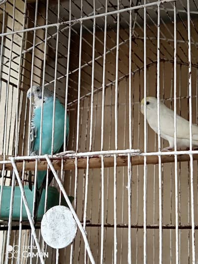 2 budgies pair or 1 yellow king size female