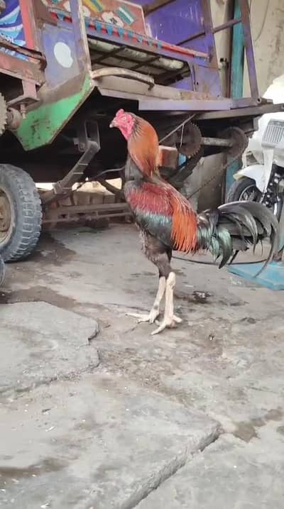 لڑای والا مرغا