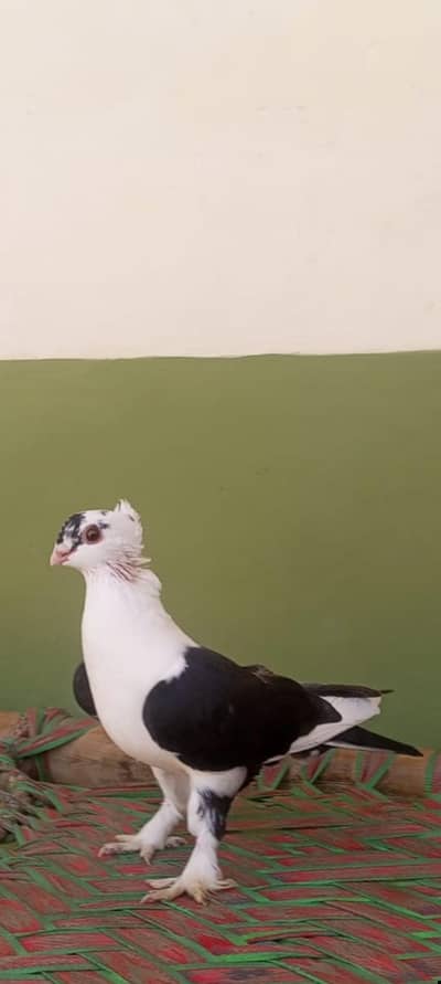 Beautiful and Healthy Show Pigeon for Sale