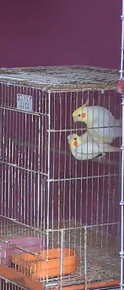 Cream Cockatiel Adult Pair