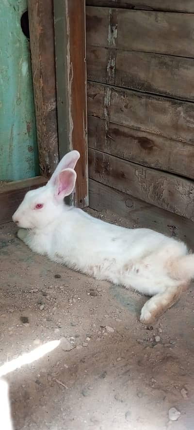 new Zealand white big breeder male