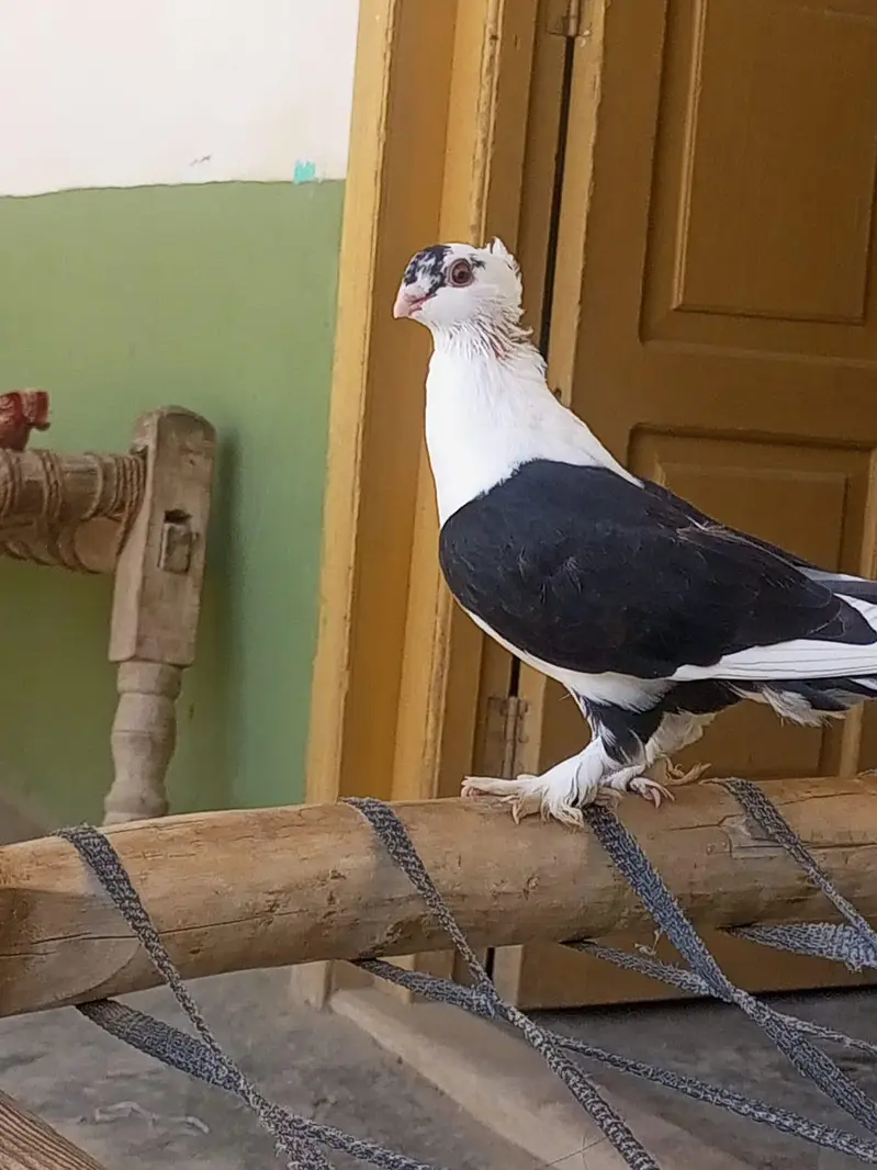 Beautiful and Healthy Show Pigeon for Sale — photo 2
