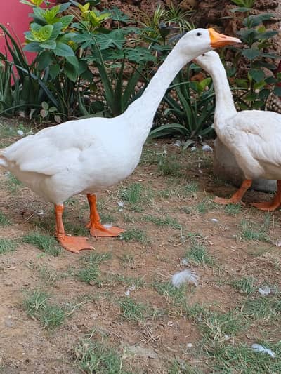 Ducks long neck, Goosebumps,Hans