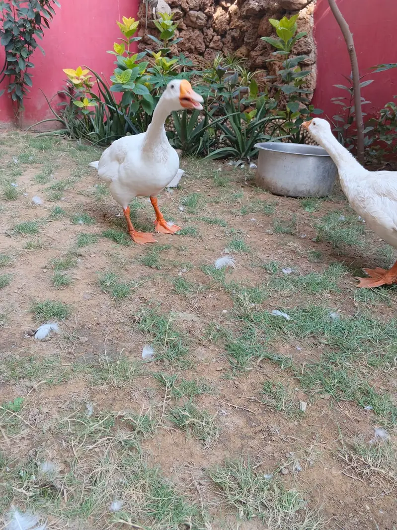 Ducks long neck, Goosebumps,Hans — photo 2