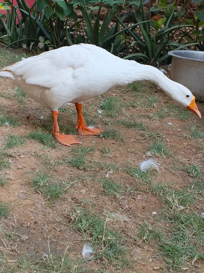 Ducks long neck, Goosebumps,Hans — photo 3