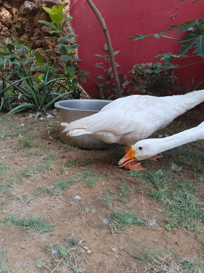 Ducks long neck, Goosebumps,Hans — photo 4