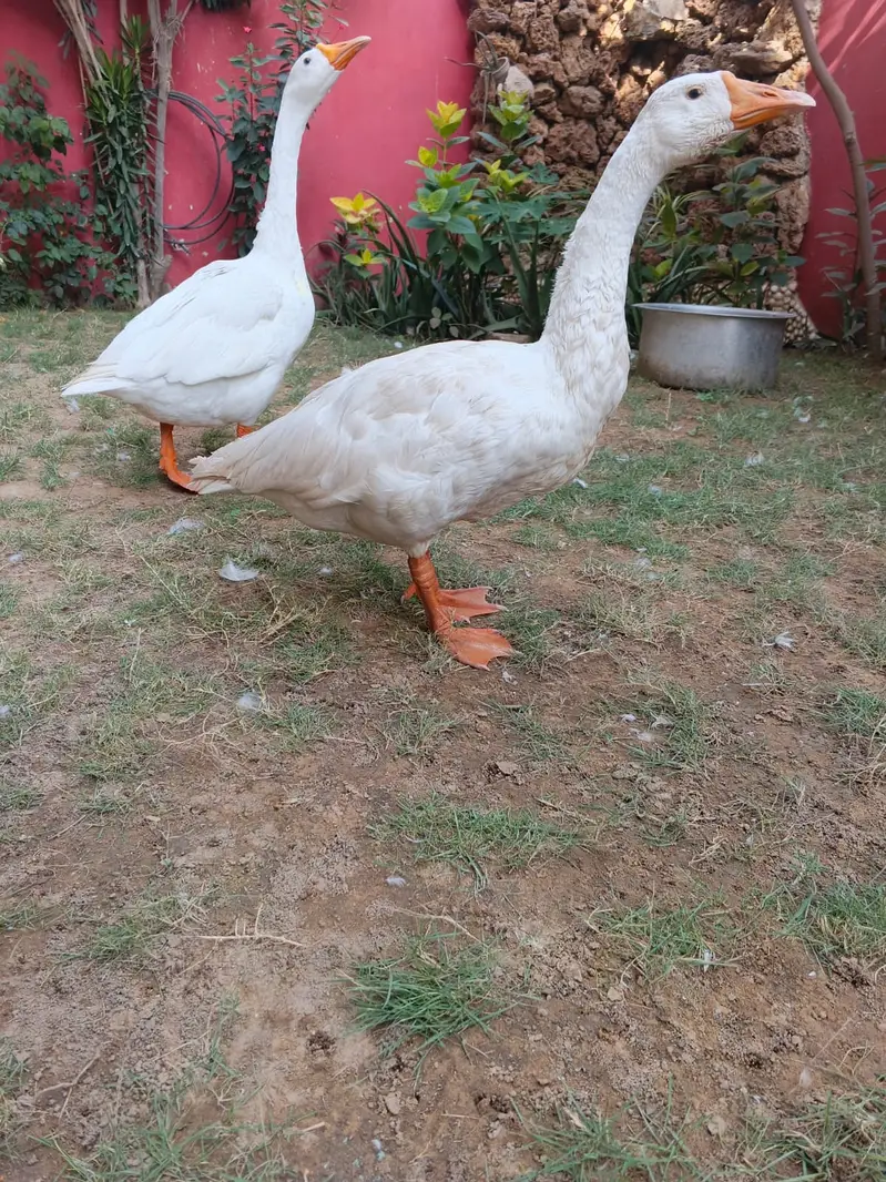 Ducks long neck, Goosebumps,Hans — photo 5