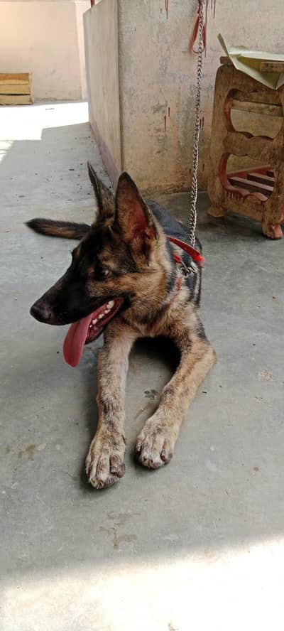 German shepherd male puppy 5 months