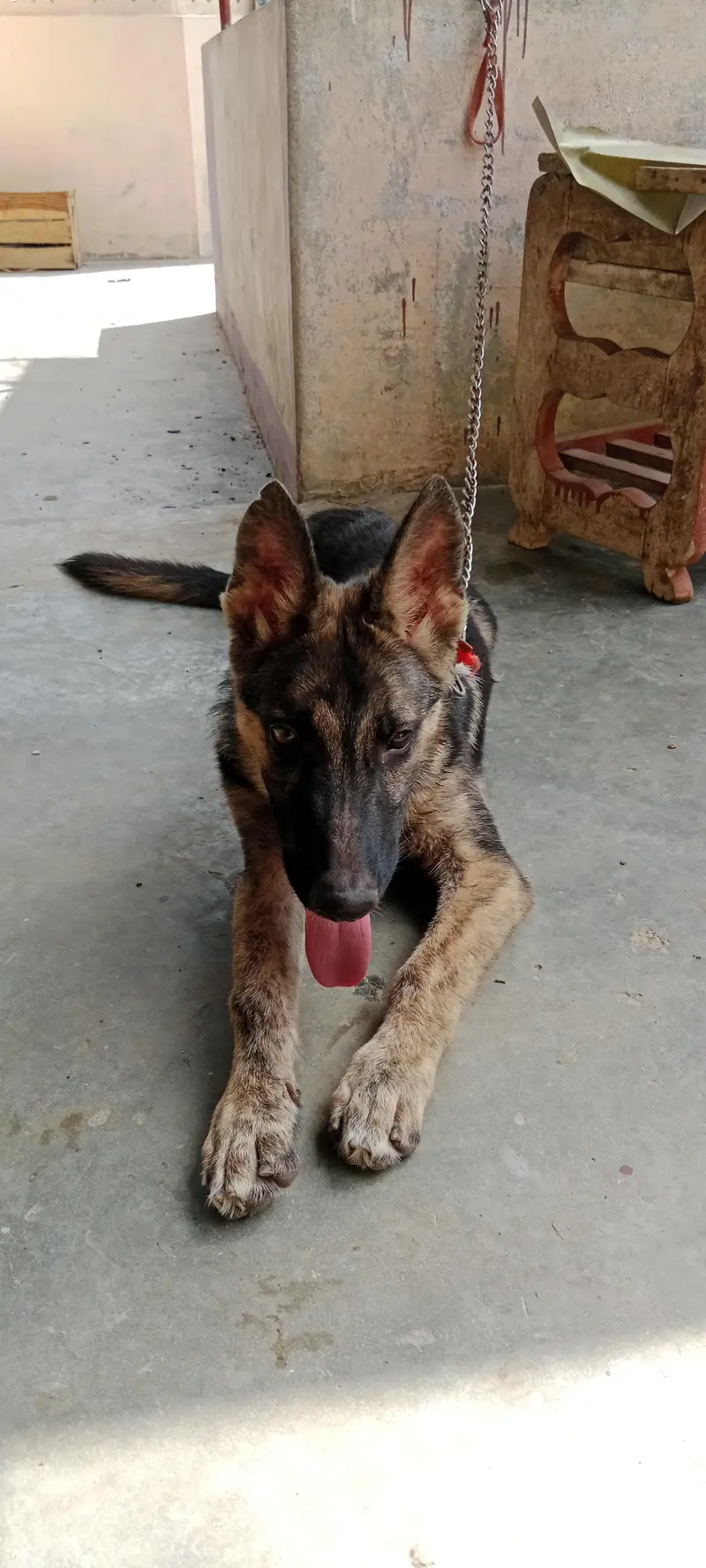 German shepherd male puppy 5 months — photo 2