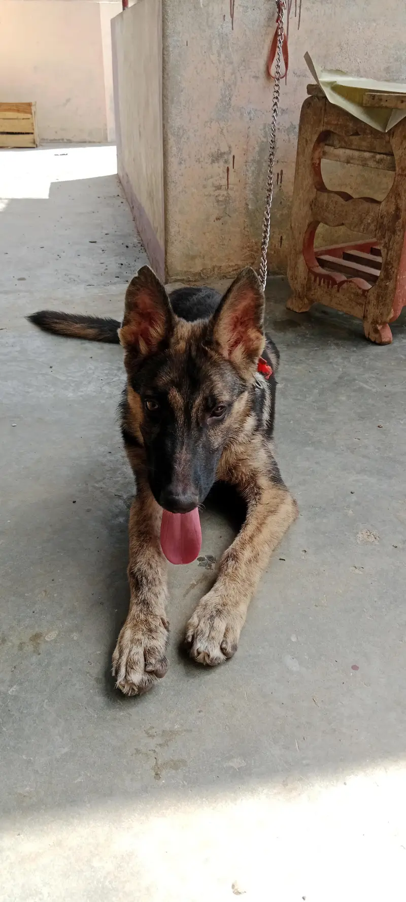 German shepherd male puppy 5 months — photo 3