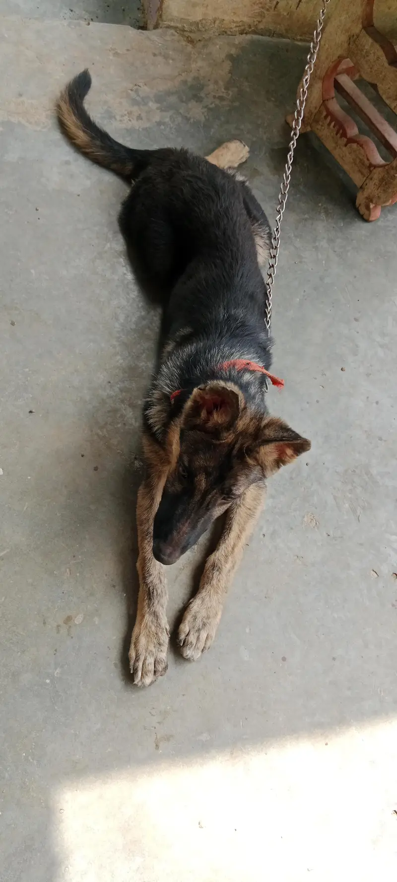 German shepherd male puppy 5 months — photo 4