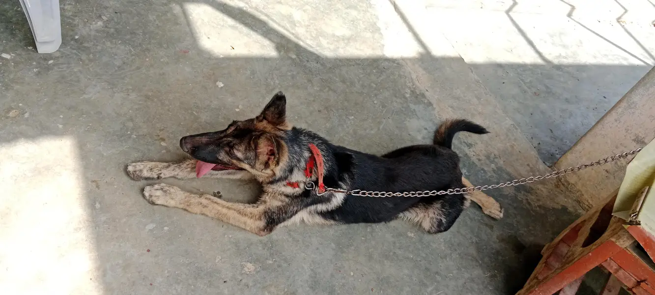 German shepherd male puppy 5 months — photo 5