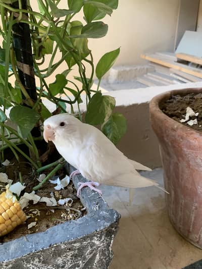 Cockatiel hand tamed for sale