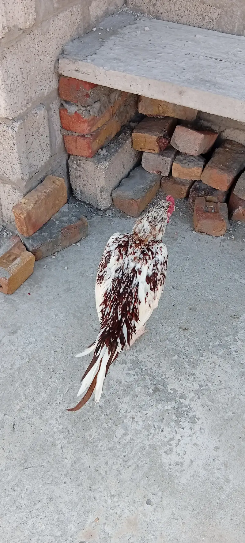 White Aseel Cheena. Pure quality wali cheez hy. — photo 4