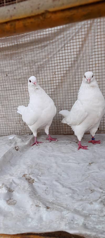 King Pair healthy and active in big size