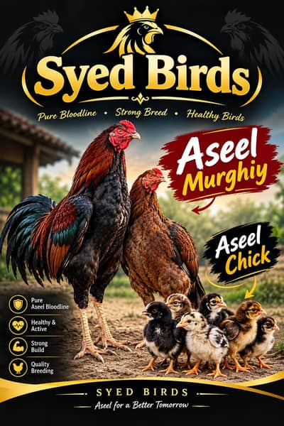 Aseel lakha murga or murgi breeder pair urgent what'sapp 03296130514