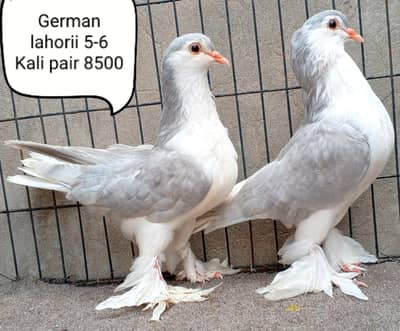 fancy pigeons/swallow/fantail/Jacobin/frillback/lahori sherazi/norwich
