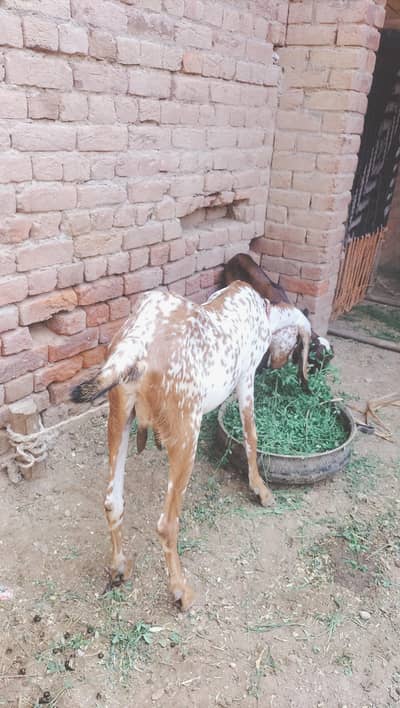 1 bakri Sath ma path