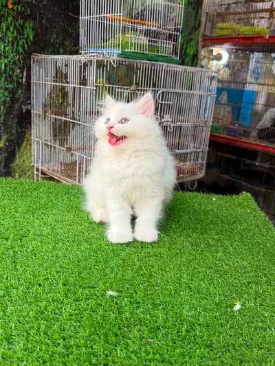 Persian cat