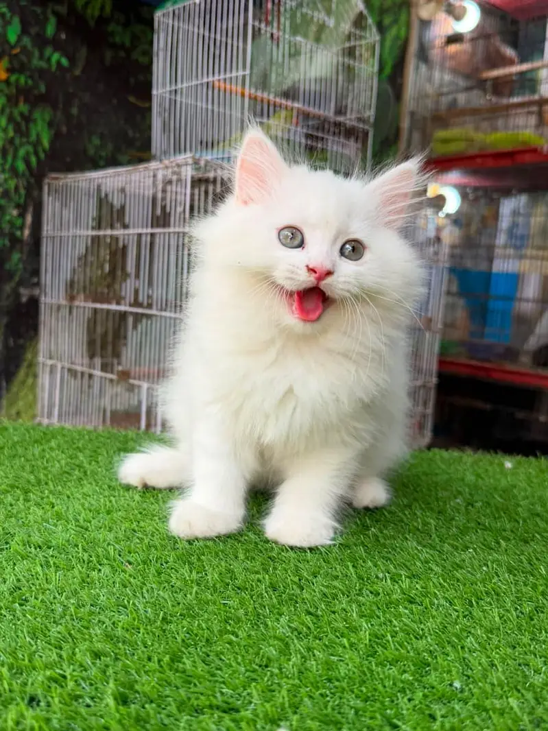 Persian cat — photo 2