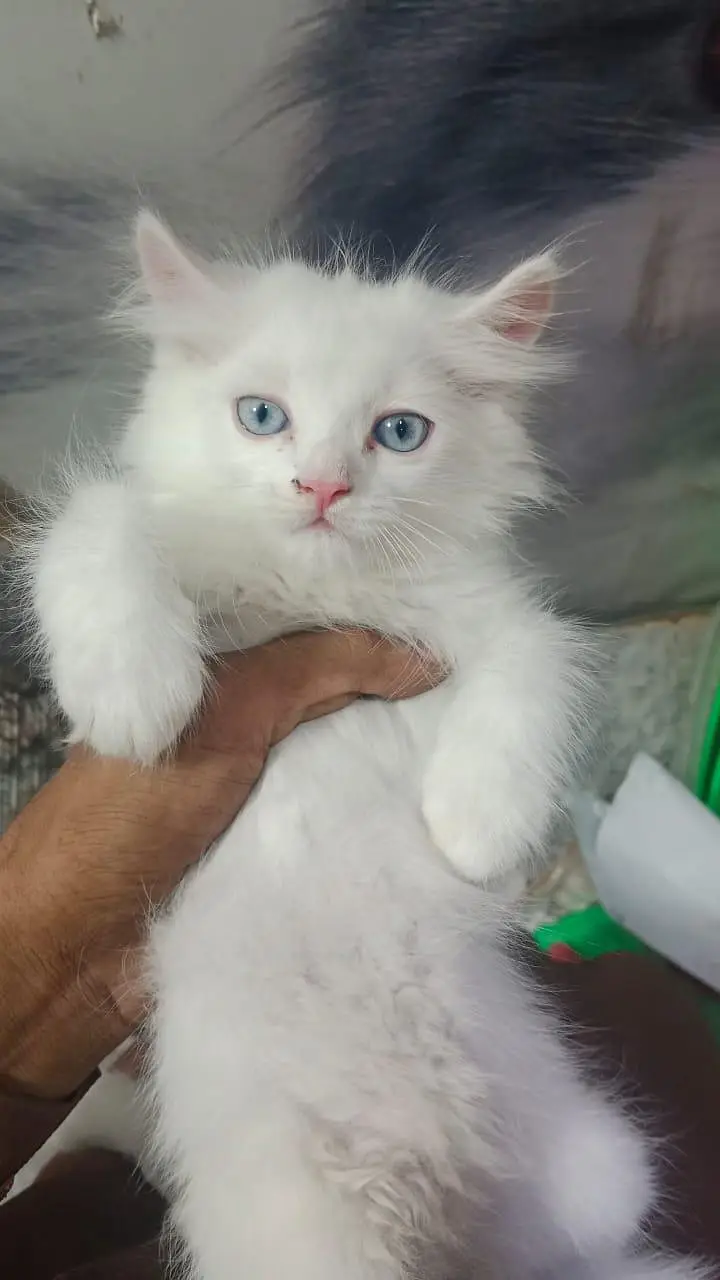 Persian cat — photo 9