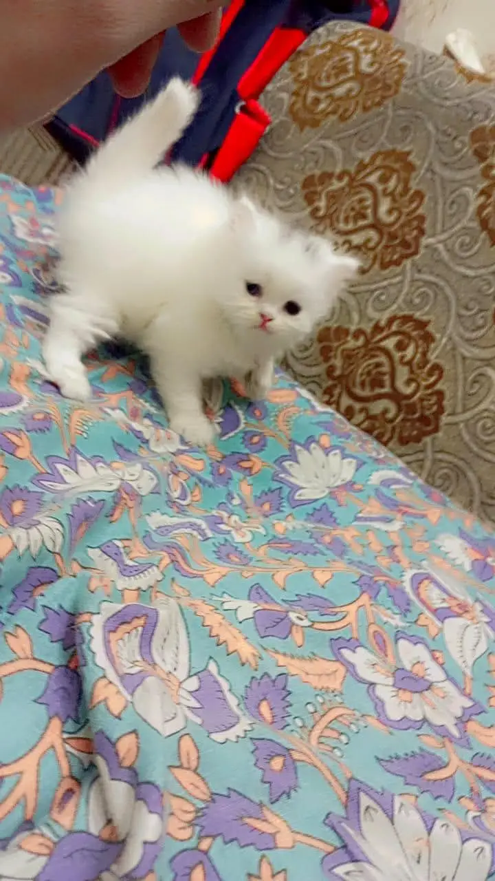 Persian cat — photo 10