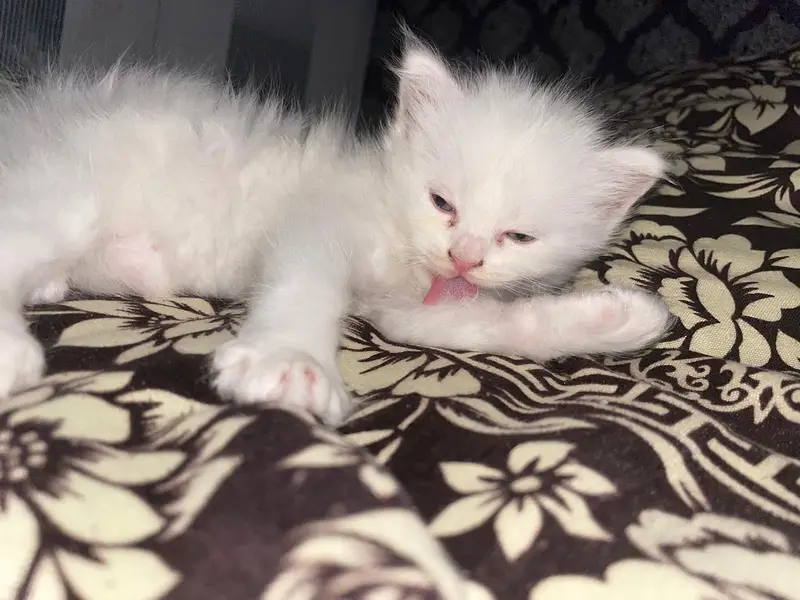Persian cat — photo 12