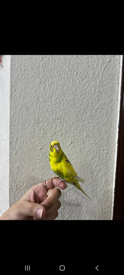 hand tamed budgie + 1 love bird