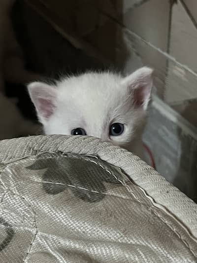 Beautiful Ragdoll Kittens each 20k