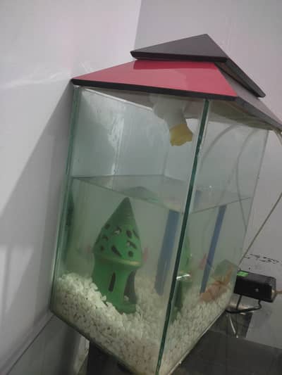 Fish Aquarium