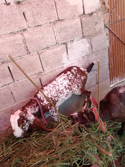bakri far sale03110865436